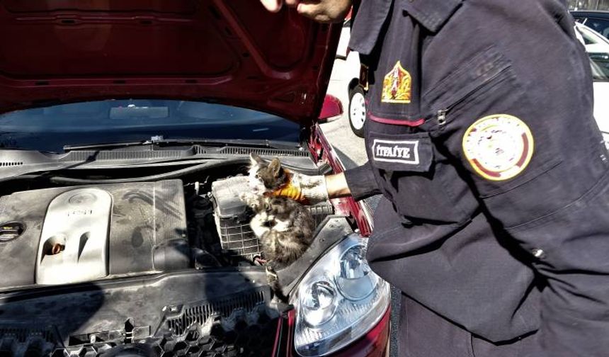 Bursa'da Yardım etmek için durduğu yaralı kedi aracın içine kaçtı