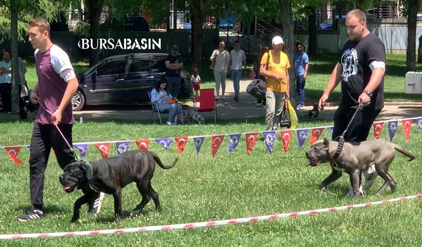 Bursa'da Uluslararası Köpek Irkları Marmara Cup Yarışması yapıldı