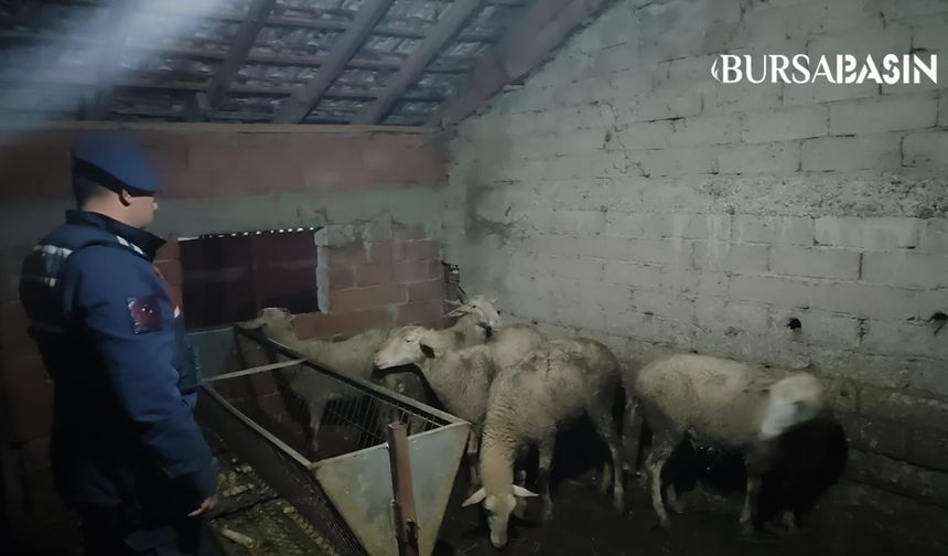 İznik'ten Çalınan 5 Koyun Yenişehir'de Bulundu