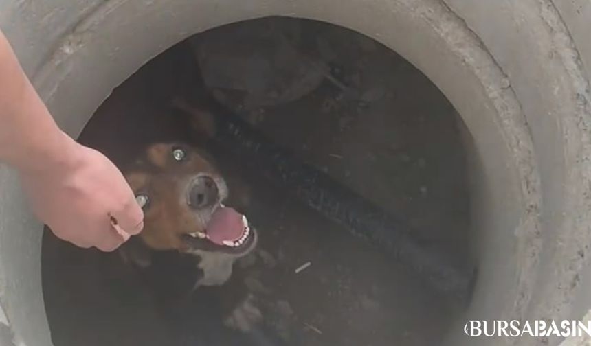 Nilüfer'de Vatandaş, Kanalizasyondan Mahsur Köpeği Kurtardı