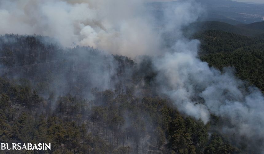 Bursa'da Orman Yangınları 350 Hektar Alanı Yok Etti