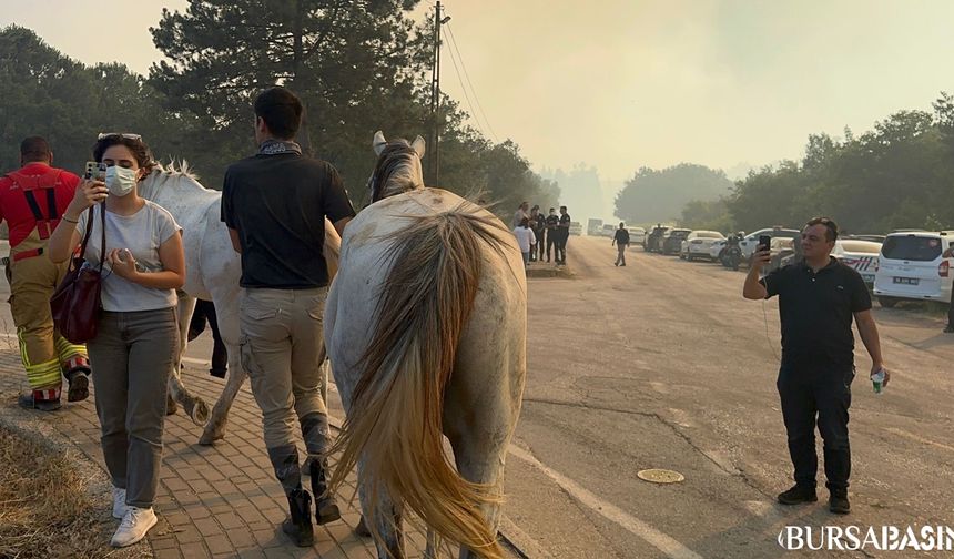 Nilüfer Yolçatı’nda Yangın: Atlar Kurtarıldı, Diğer Hayvanlar Telef Oldu