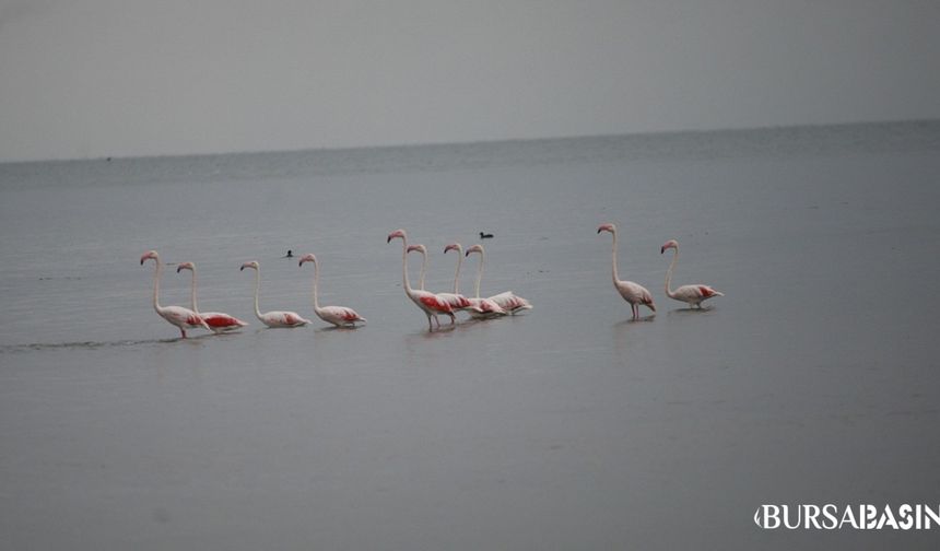 Flamingolar İznik Gölü Orhangazi Kıyısında Konakladı