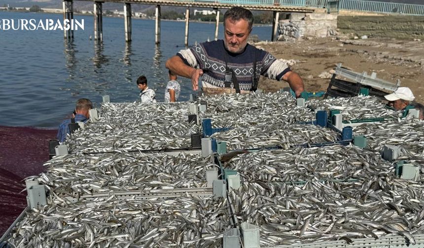 İznik Gölü’nden 5 Ton Gümüş Balığı Avlandı