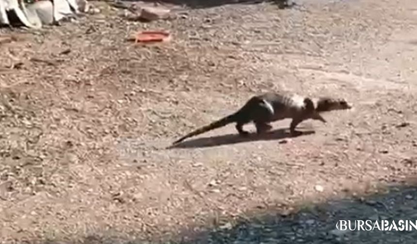 Gemlik’te Su Samuru Mahallenin Maskotu Oldu