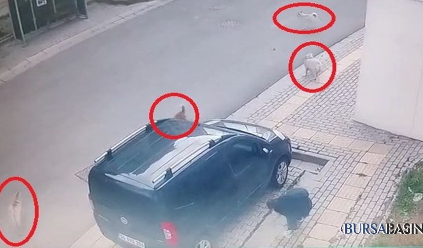 Orhangazi’de Başsız Köpekler, Öğrenciye Saldırdı