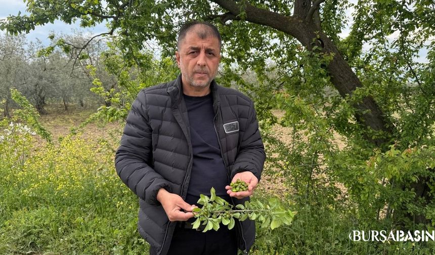 İznik’te Don Olayı Meyve Ağaçlarını Yaktı