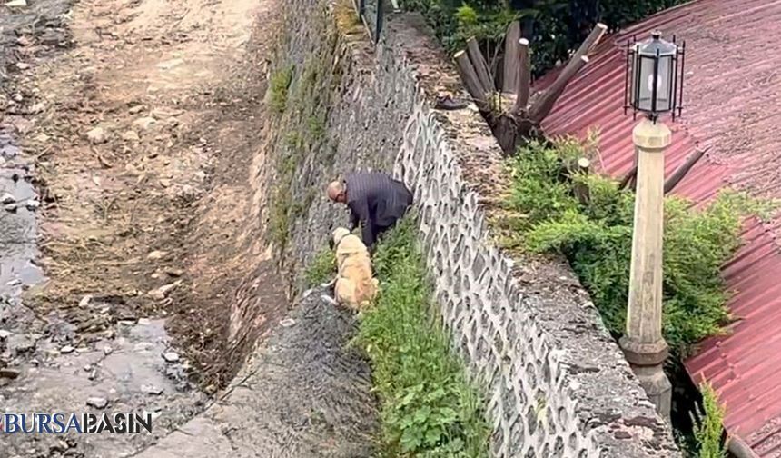 Osmangazi'de Kangal köpekleri sahibi tarafından kurtarıldı