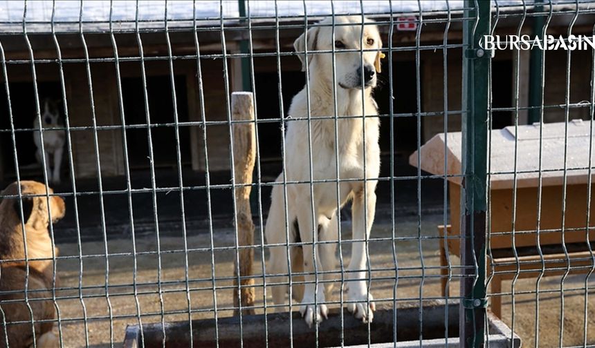 Hamitler Barınağı'nda Skandal: Soruşturma Tamamlandı