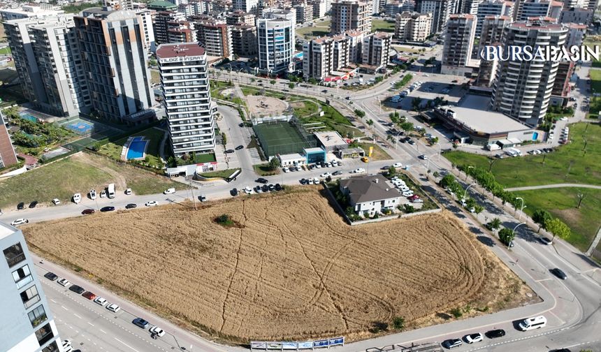 Gökdelenler Arasında Direnen Buğday Tarlası