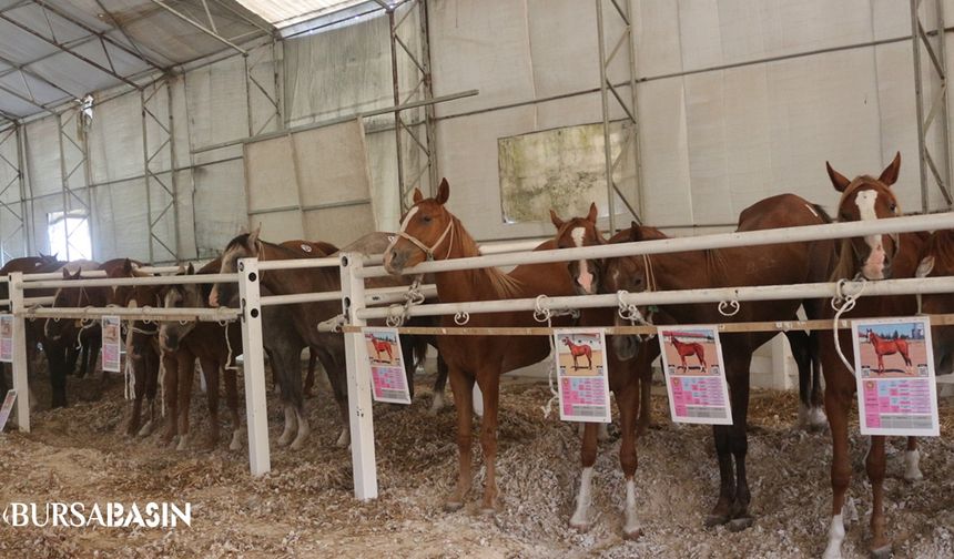 Karacabey Harası'nda Tay Satışından 23 Milyon Lira