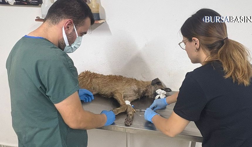 Yangından Kurtulan 103 Köpeğe Belediyeler Sahip Çıktı