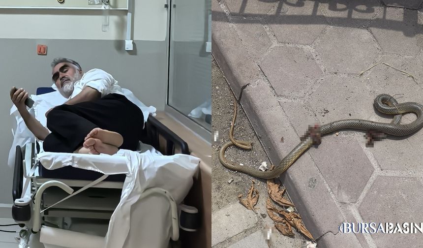 Yenişehir’de Yılan Isırdı, Öldürüp Hastaneye Götürdü