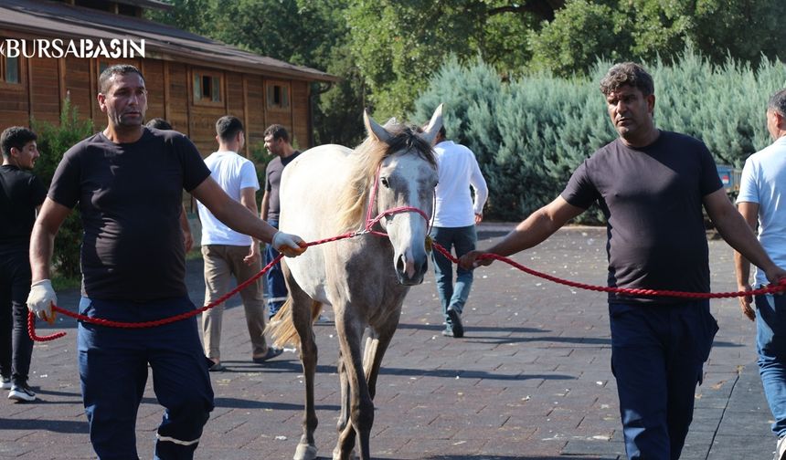 Karacabey Harası'nda 51 Tay 27,7 Milyon Liraya Satıldı
