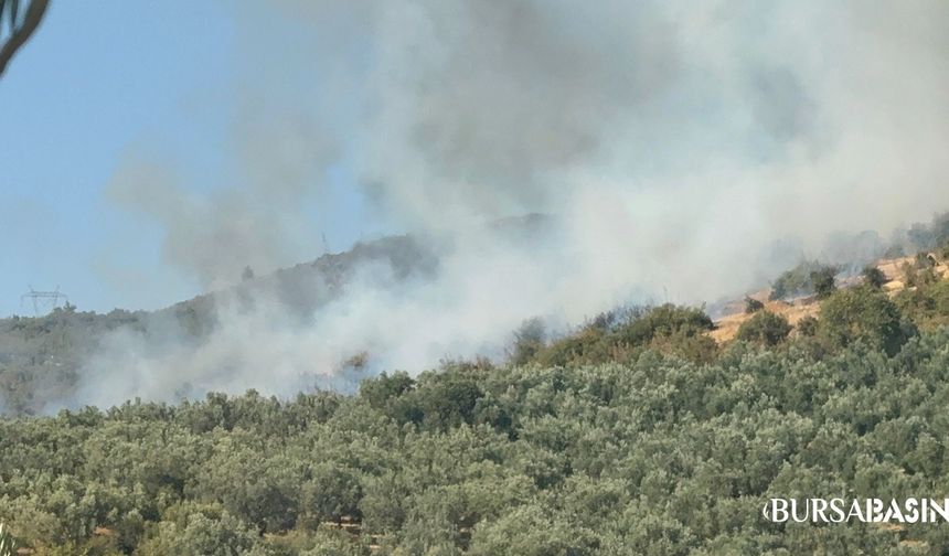 İznik’te Ormanlık Alanda Çıkan Yangın Korkuttu
