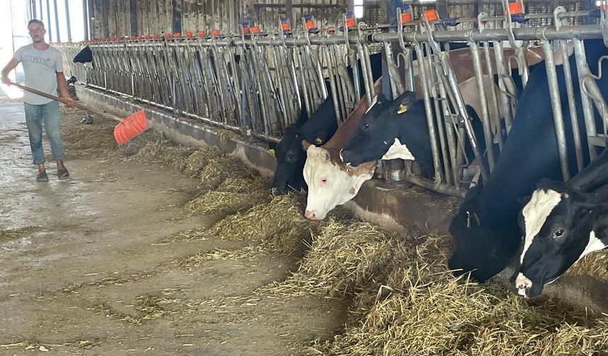 Bursalı Süt Üreticilerinden ‘Yem Dayatması’ Tepkisi