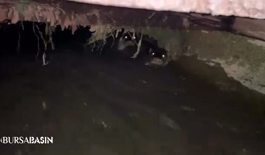 İnegöl’de sulama kanalında su samurları görüntülendi