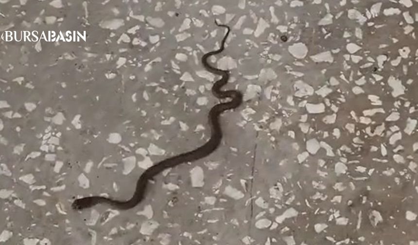Karacabey’de Okul Koridorunda Yılan Paniği