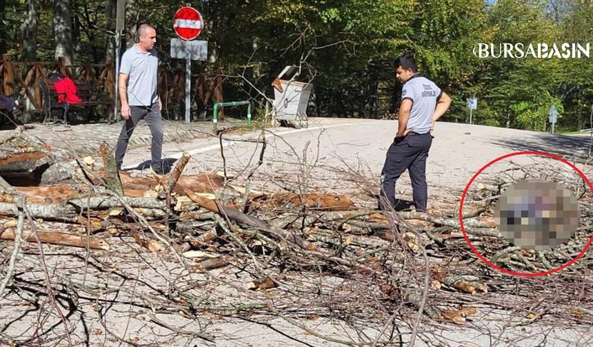 Suuçtu Şelalesi'nde Ağacın Altında Kalan İşçi Hayatını Kaybetti
