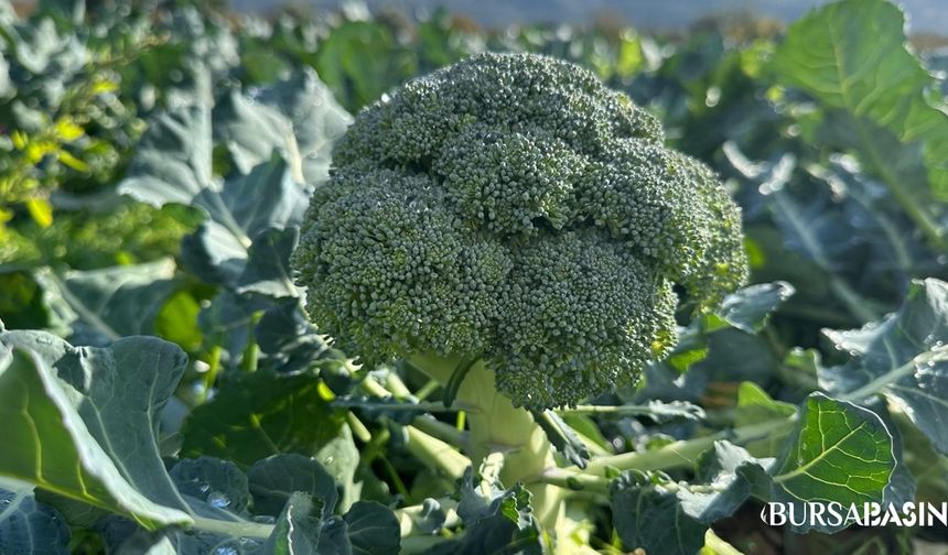 İznik brokolisi tarlada ucuz, şehirde 14 kat pahalı