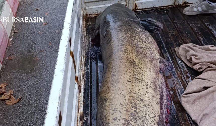 İznik Gölü’nde 65 kiloluk Dev Yayın Balığı Yakalandı