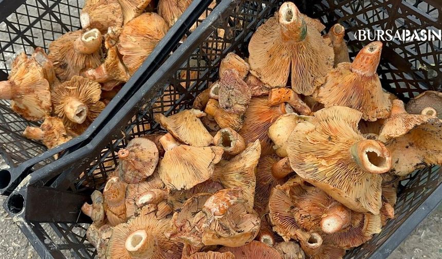 Bursa dağlarında kanlıca bolluğu: Fiyatı 100 liraya düştü