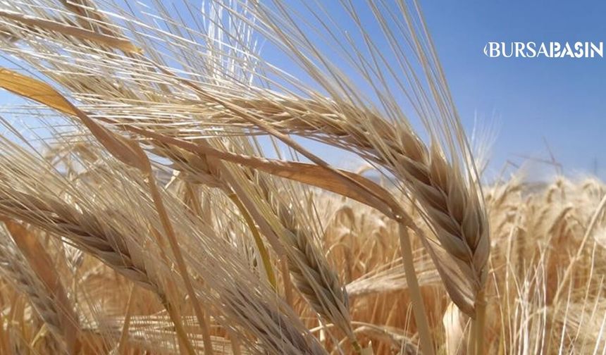 Kuraklık Arpayı Öne Çıkardı: Türkiye Genelinde Ekim Arttı