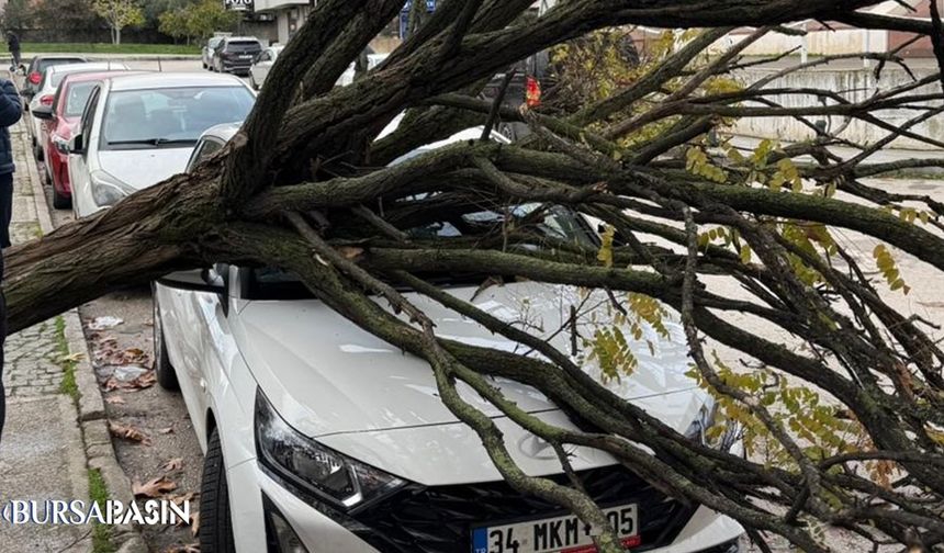 Osmangazi’de Devrilen Ağaç Araçların Üzerine Düştü