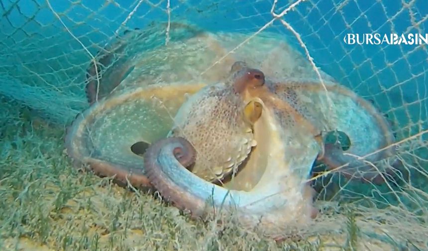 Denizlerden 360 Bin Metrekare Hayalet Ağ Temizlendi