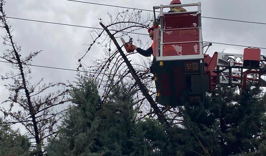 Mudanya’da Şiddetli Lodos Ağacı Kökünden Söktü