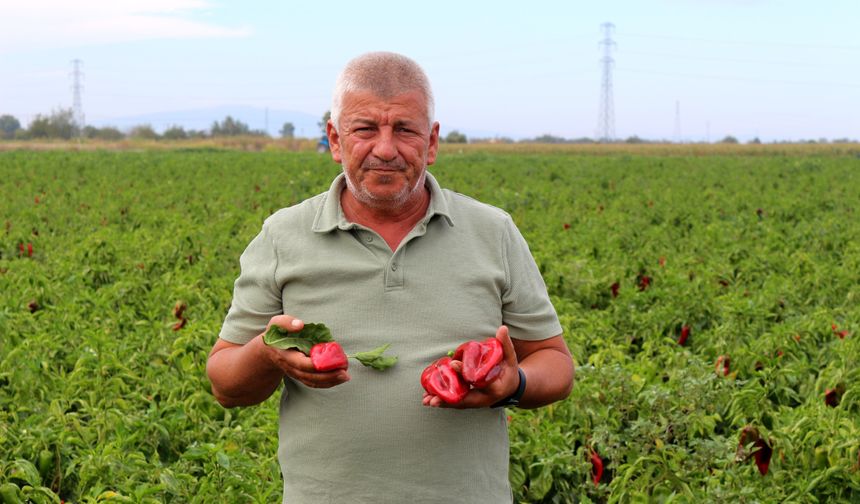 Girdi Maliyetleri Çiftçiyi Üretimden Soğutuyor