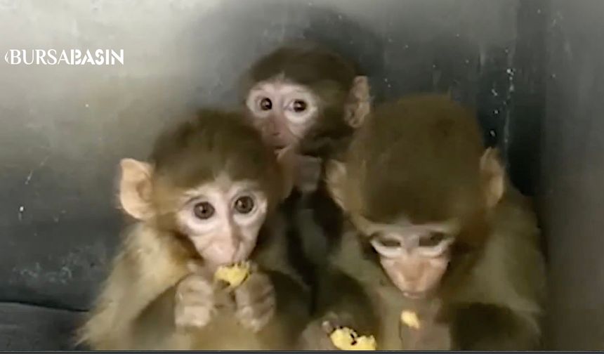Bursa’da Yasa Dışı Tutulan 3 Makak Maymunu Koruma Altında
