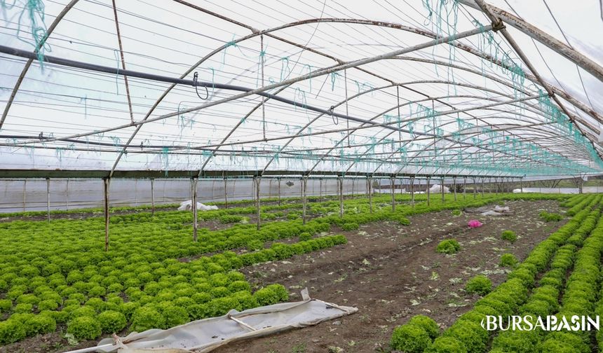 Büyükşehir’den Lodos Mağduru Çiftçilere Sera Desteği