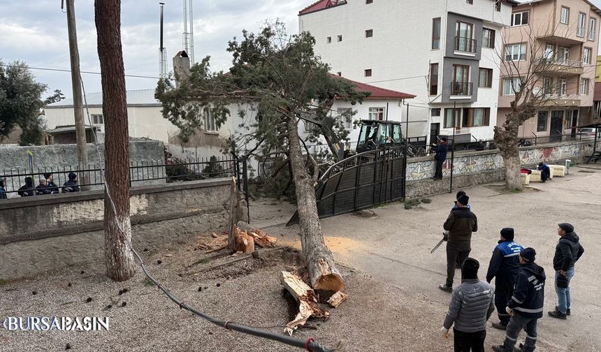 İznik’te Lodos Dev Çamı Devirdi