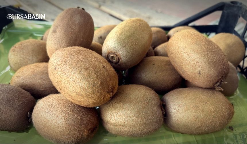 İznik’te Dev Kivi Rekoru: 4 Tanesi 1 Kilo!