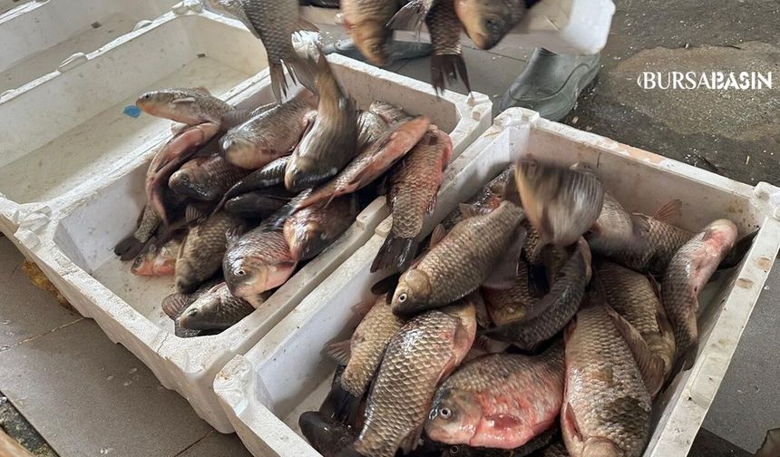 Uluabat’ta İsrail Sazanı İhracat Kapısı Oldu