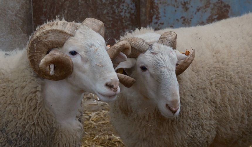 Merinos Koçları Açık Artırmayla Satılacak