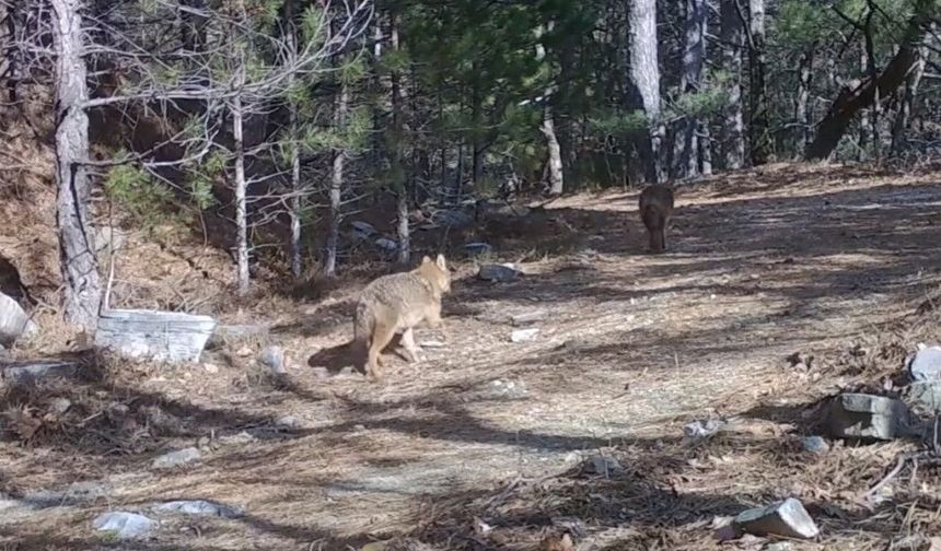 Uludağ’da Altın Çakallar Fotokapana Yakalandı