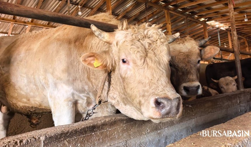 Bursa’da 1 Tonluk ‘Paşa’ 500 Bin Liraya Satışta