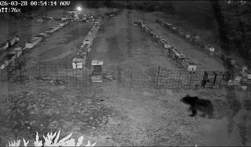 Uludağ’da Ayı Ailesi Kovanlara Saldırdı