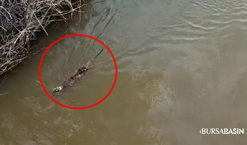 Karacabey’de Nadir Görülen Su Samuru Görüntülendi