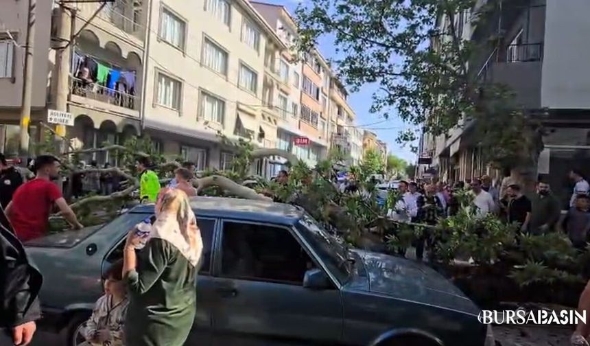 Karacabey’de Devrilen Ağaç Kazaya Neden Oldu