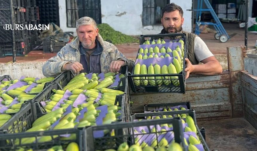 İznik’te Sezonun İlk Kabağı Yüz Güldürdü