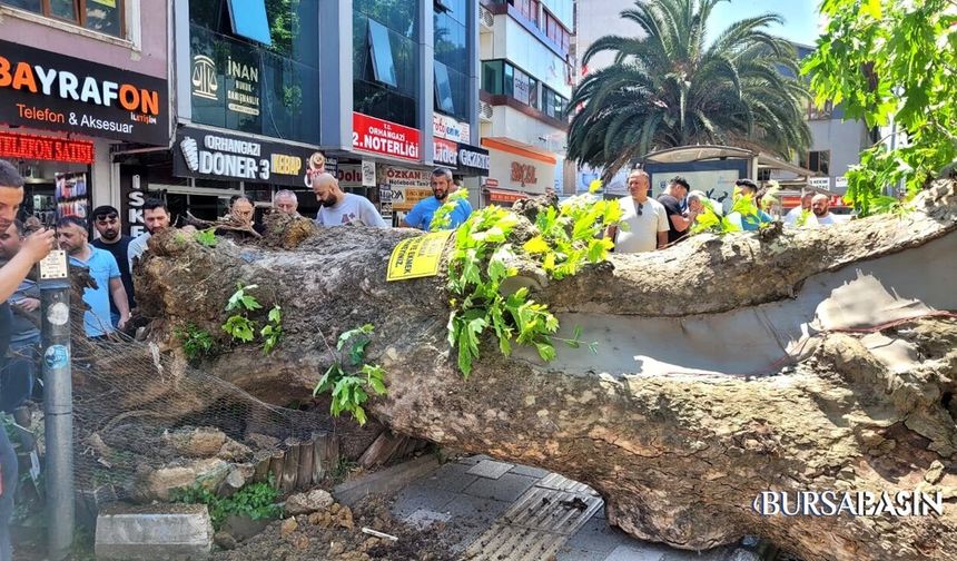 Orhangazi’de Asırlık Çınar Yola Devrildi