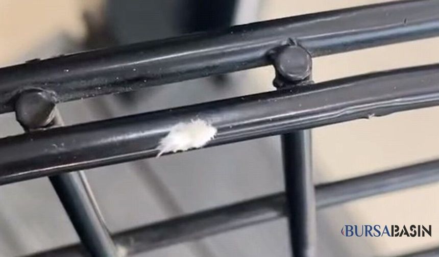 Bursa'da Nadir Görülen Dantel Böceği Görüntülendi