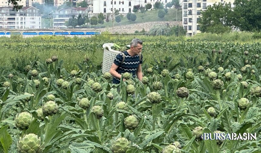 Bursa, Enginar Üretiminde Türkiye Liderliğine Koşuyor