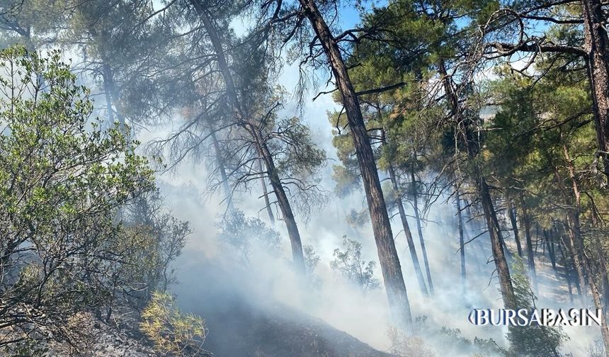 Büyükorhan'daki Orman Yangını Kontrol Altına Alındı