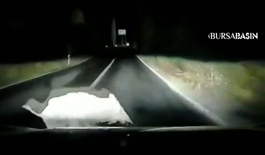 Orhangazi'de Domuz Kazası Kameraya Yansıdı
