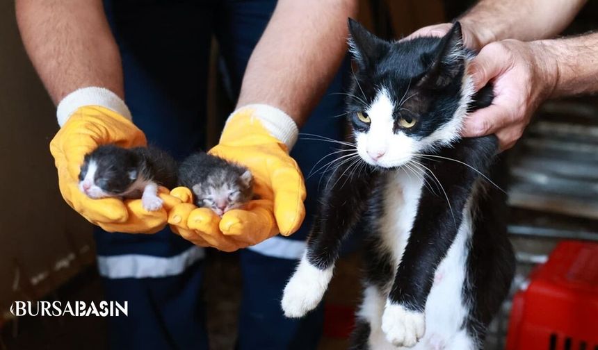 Bursa Ovası’nda Kaçak Yapı Yıkıldı, Kediler Kurtarıldı