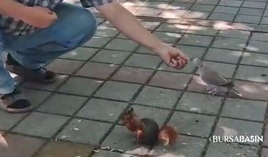İnegöl'de Sincap ve Kumru Aynı Elden Beslendi